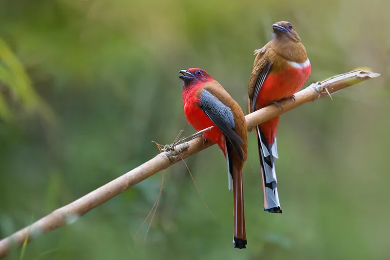 birdwatchers india